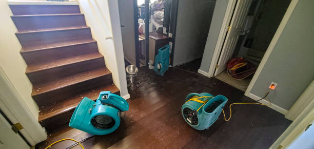 Best Local water damage restoration  in Loretto, TN