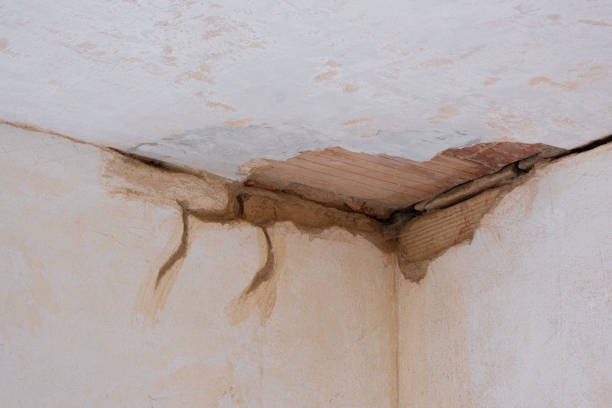 Best Water damage restoration specialists  in Loretto, TN