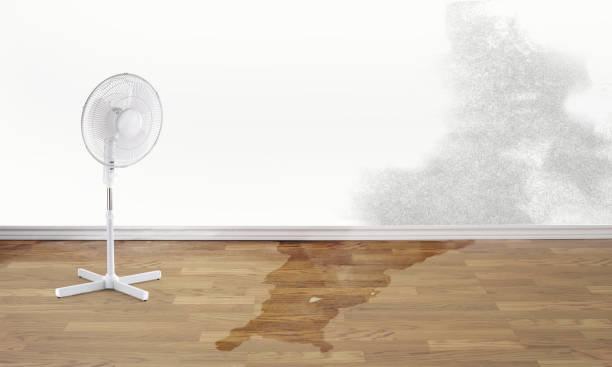 Best Water damage restoration insurance claims  in Loretto, TN