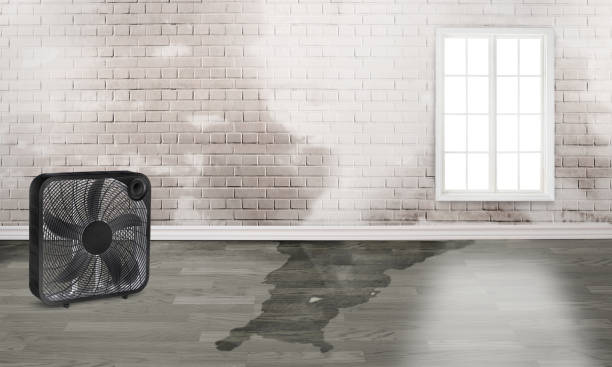 Best Water damage restoration near me  in Loretto, TN